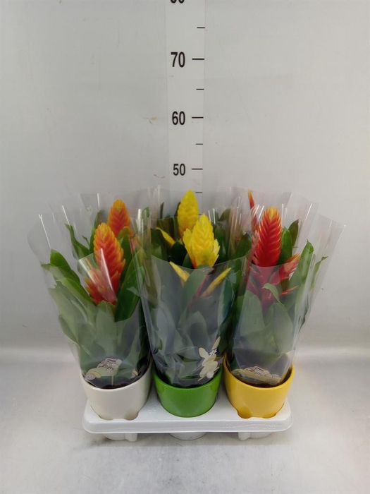 <h4>Vriesea   ...mix 5</h4>