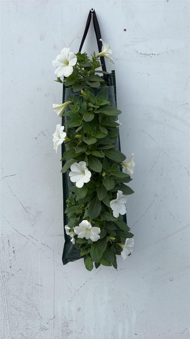 <h4>Overig perkplanten</h4>