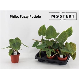 arr8 Phil Fuzzy Petiole