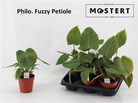 Phil Fuzzy Petiole