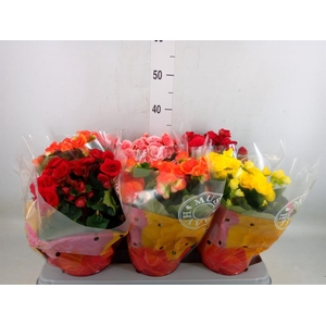 Begonia elat. DU   ...mix