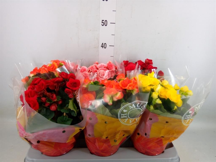 <h4>Begonia elat. DU   ...mix</h4>