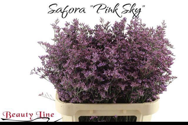 <h4>LIM PIUMA SKY</h4>