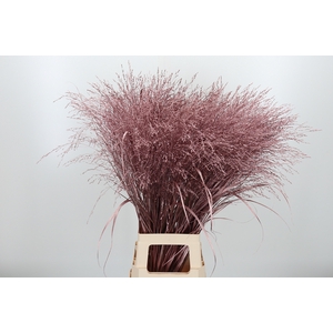 Panicum Kl Bh Roze Goud
