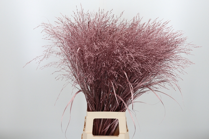 <h4>Panicum Kl Bh Roze Goud</h4>