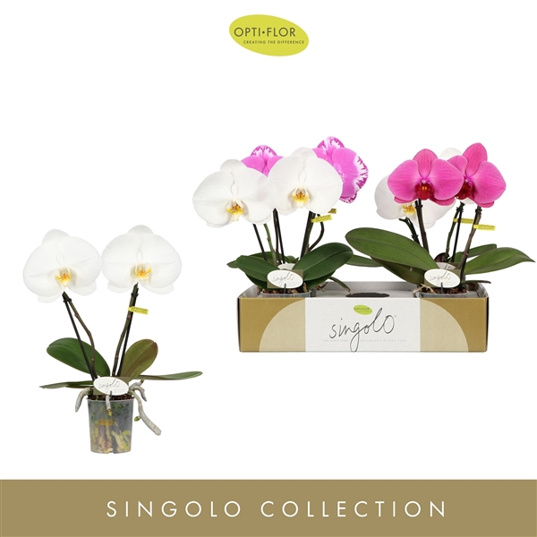 Singolo & Co Mix