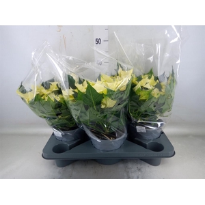 Euphorbia hyperic. 'Euphoria White'