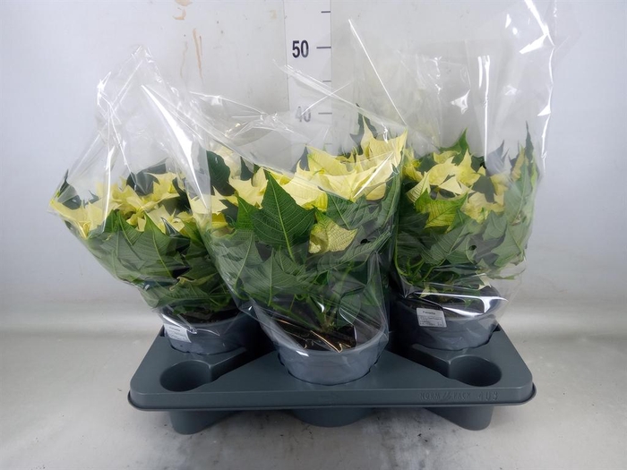 <h4>Euphorbia hyperic. 'Euphoria White'</h4>