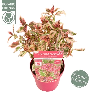 Hydrangea serrata