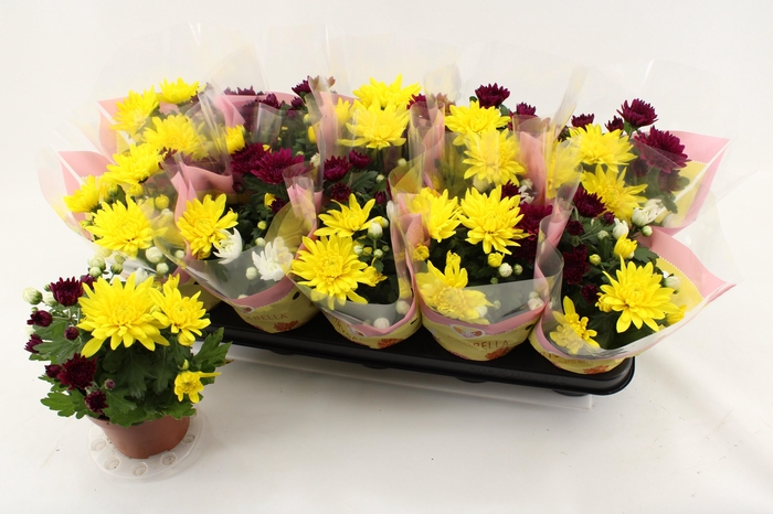 <h4>CHRYS GEM IN POT</h4>