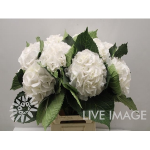 Hydrangea schneeball