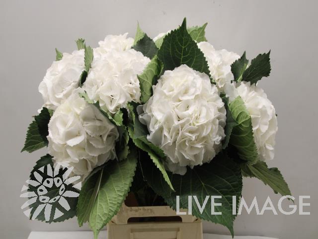 <h4>Hydrangea schneeball</h4>
