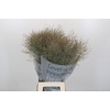 Panicum Heavy Metall