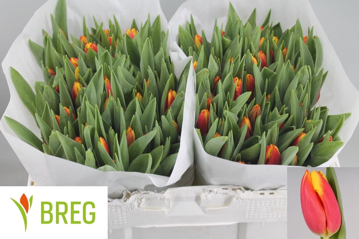 <h4>TU EN DOW JONES</h4>