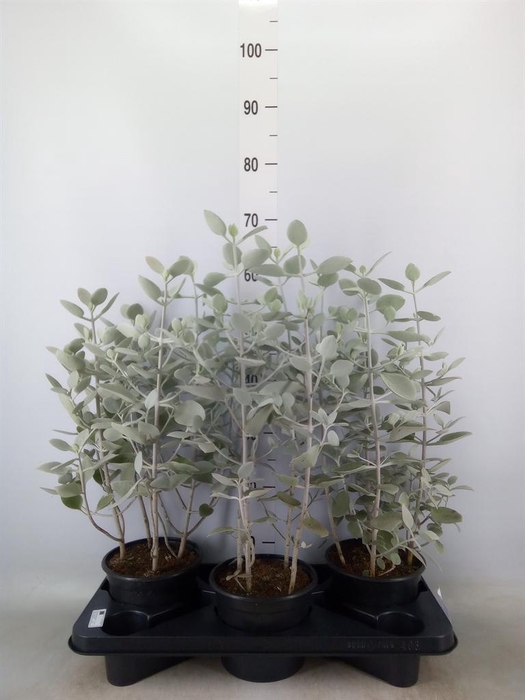 <h4>Kalanchoe NF   ...</h4>