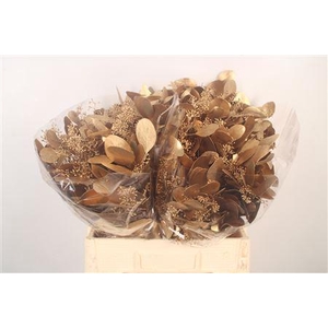 Euca Populus Berry V Ant. Gold