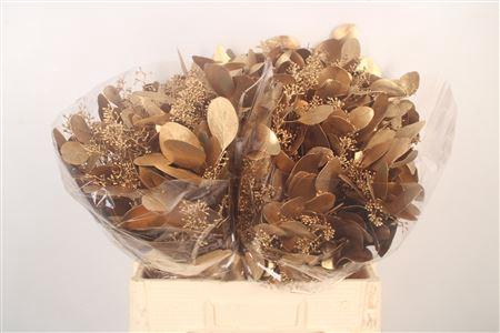 <h4>Euca Populus Berry V Ant. Gold</h4>
