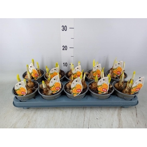 Narcissus LC 'Bright Corsage'