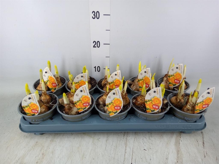 <h4>Narcissus LC 'Bright Corsage'</h4>