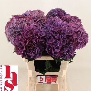 Hydrangea Magical Pink Ruby( paars)