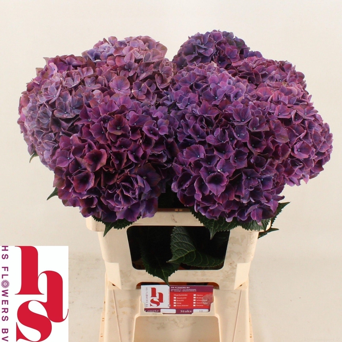<h4>Hydrangea Magical Pink Ruby( paars)</h4>