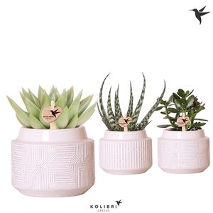 Kolibri Greens Succulenten mix in Maze pot white