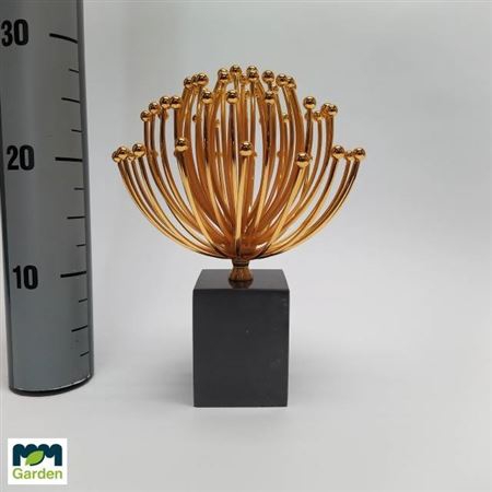 Allium Goud Op Ivoor Kleuren Voet H28 D20