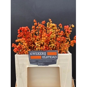 ILEX ILEXIA VICTORIA