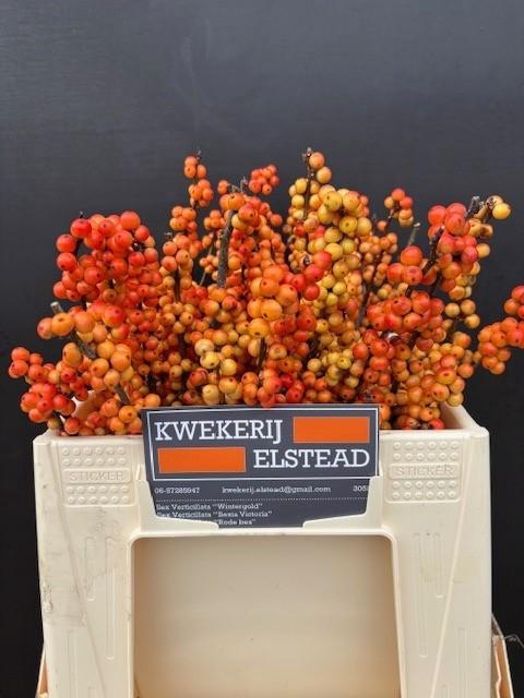 <h4>ILEX ILEXIA VICTORIA</h4>