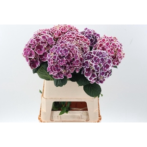 Hydr M Mag R Harl Bl