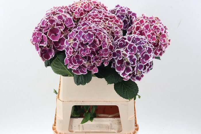 <h4>Hydr M Mag R Harl Bl</h4>