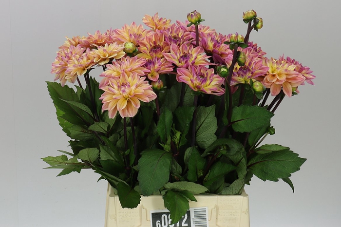 <h4>Dahlia Mondriaan</h4>