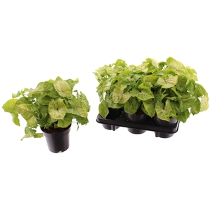 SYNG GOLDEN ALLUSION