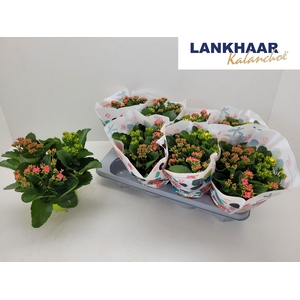 KAL EN GEM IN POT