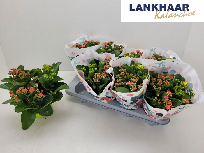 <h4>KAL EN GEM IN POT</h4>