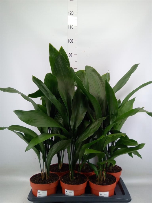 <h4>Aspidistra elat.</h4>