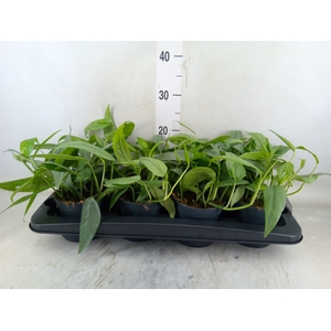 Epipremnum pinn. 'Cebu Blue'