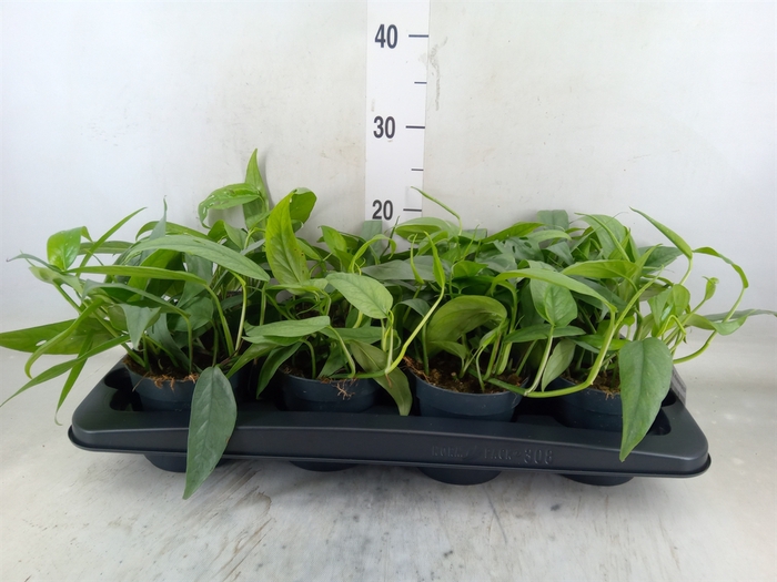 <h4>Epipremnum pinn. 'Cebu Blue'</h4>