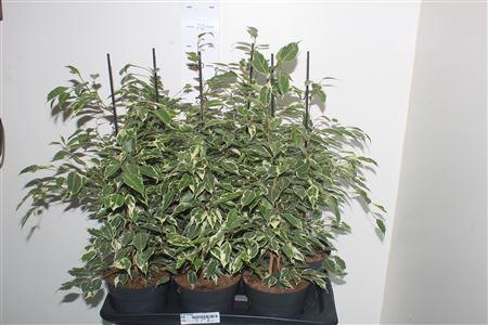 <h4>Fic Be Twilight</h4>