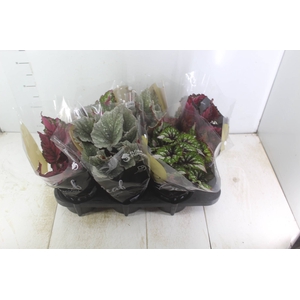 BEGONIA BELEAF P15 PO