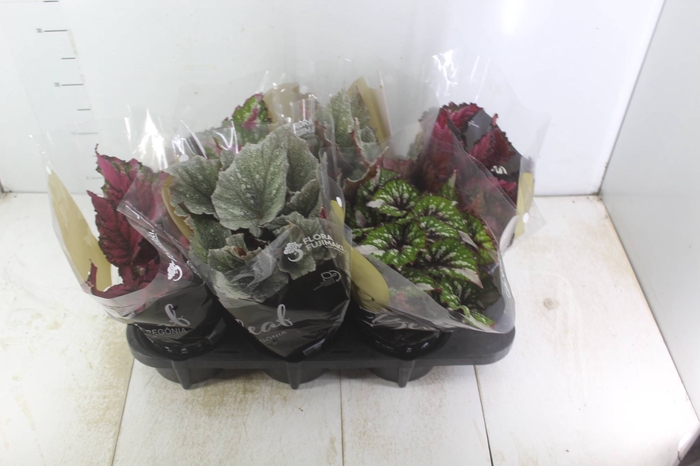 <h4>BEGONIA BELEAF P15 PO</h4>