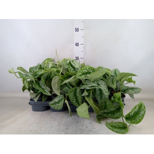 Scindapsus pictus 'Trebie'