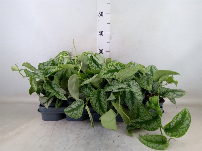 <h4>Scindapsus pictus 'Trebie'</h4>