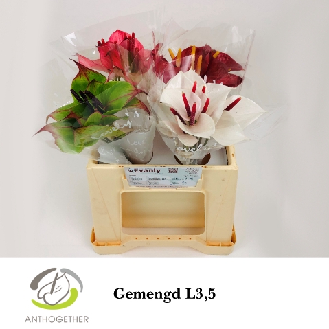 <h4>Anthurium mix Love</h4>