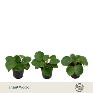 Pilea Peperomioides 5,5cm