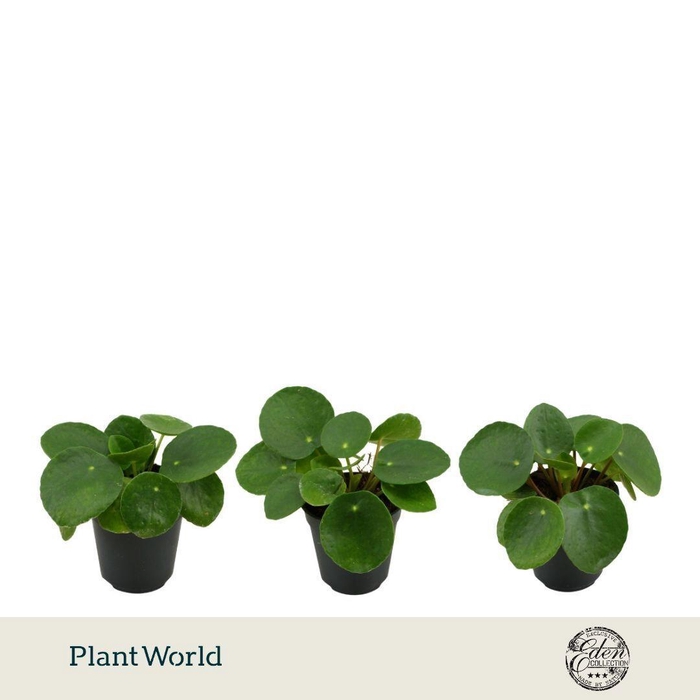 <h4>Pilea Peperomioides 5,5cm</h4>