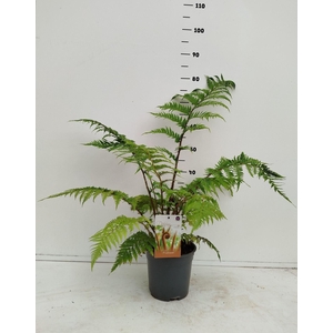 Dicksonia antarctica