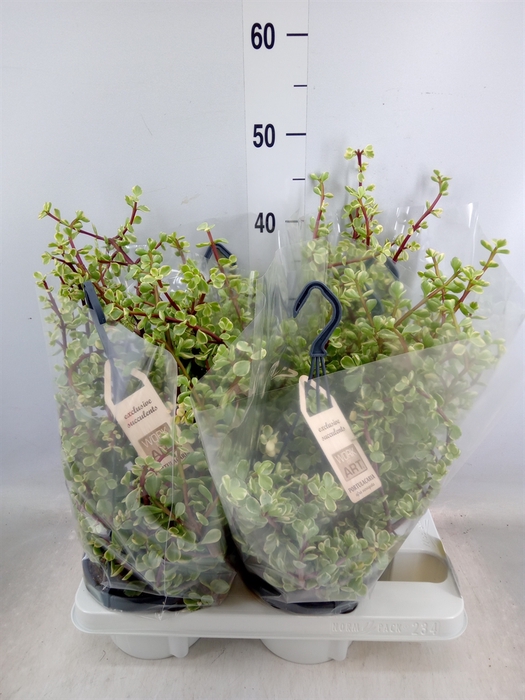 <h4>Portulacaria afra 'Variegata'</h4>