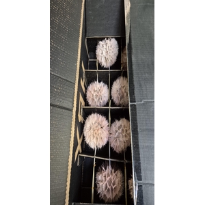 Y PRES PUSTE FLOWER baby oranje