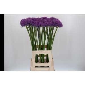 Allium  'Gladiator'